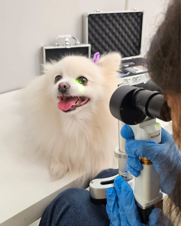 Oftalmologia Veterinária